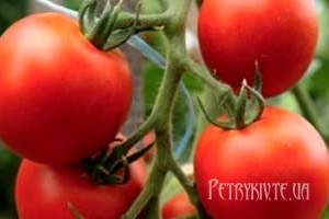 Як вибрати сорт томатів