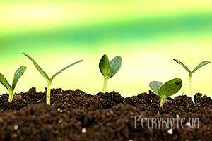Стимулятори і регулятори росту для передпосівної обробки насіння