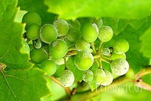 Як боротися з мілдью (мучнистою росою) на винограді