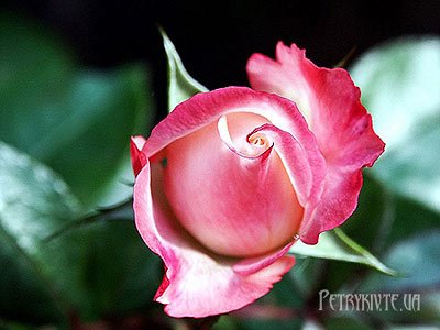 Календар садових робіт для троянд. Весна