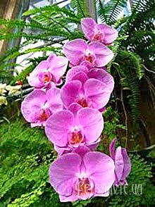 Орхідея Фаленопсис. Догляд,вирощування.