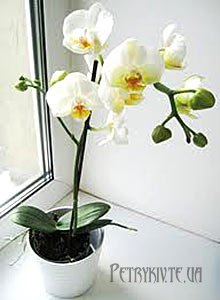 Орхідея Фаленопсис. Догляд,вирощування.