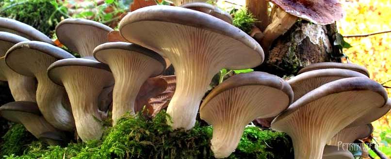 Як вирощувати білі гриби