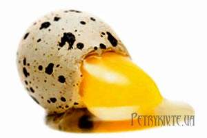Корисні властивості перепелиних яєць.
