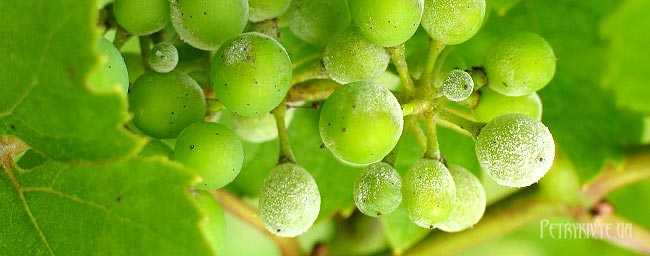 Прості та єфективні заходи боротьби з мучнистою росою на винограді